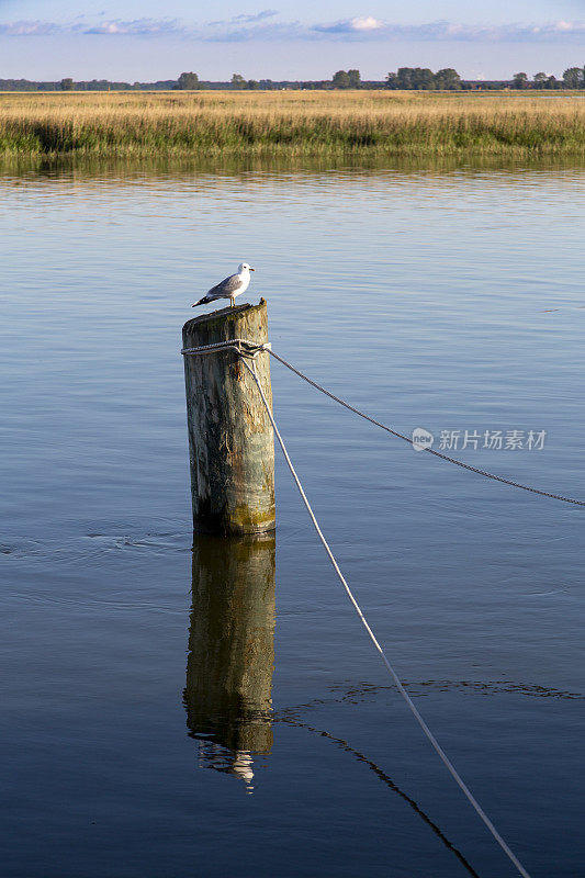 银鸥(Larus argentatus)坐在水里的木杆上